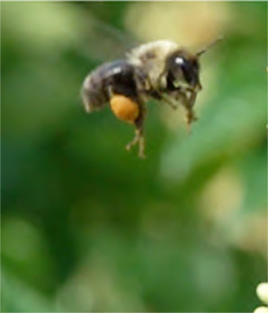 bee in flight