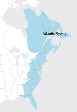 map of Atlantic flyway