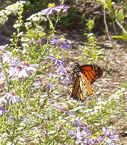 Monarch butterfly on asters