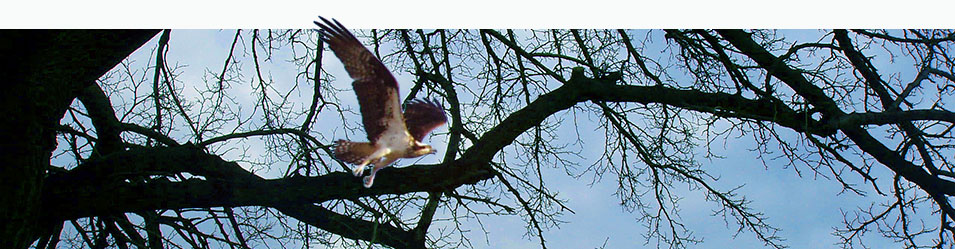 An osprey flies over trees