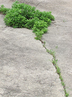 vegetation takes over cement